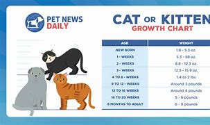 Image result for Adult Cat Weight Chart