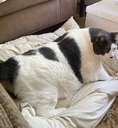 Image result for Patches Fat Cat