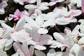 Rhodohypoxis Paula-साठीचा प्रतिमा निकाल