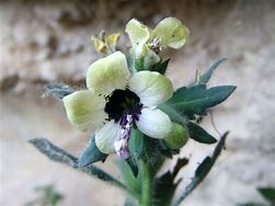 Image result for Henbane