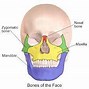 Image result for Zygomatic Temporal Process