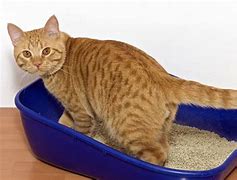 Image result for Most Kittens in a Litter