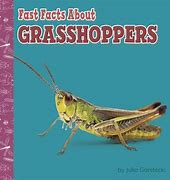 Image result for World's Largest Grasshopper