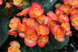 Image result for begonia