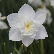 تصویر کا نتیجہ برائے Narcissus Snowball