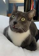 Image result for Shocked Cat Meme Template