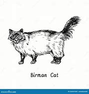 Image result for Birman Cat Drawing