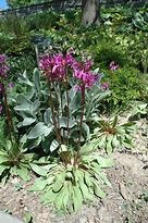 Image result for Dodecatheon Aphrodite