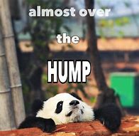 Image result for Hump Day Almost Over Meme