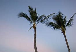Image result for Beautiful Palm Trees