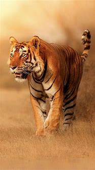 Image result for Bengal Tiger iPhone Wallpaper