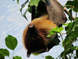 Image result for Largest Flying Fox Bat