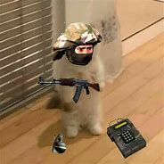 Image result for Standing Cat Meme PFP