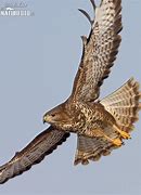 Image result for Buteo buteo