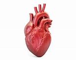 Image result for Real Human Body Heart