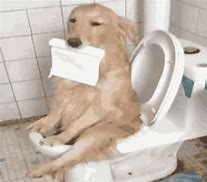 Image result for Dog Pooping Birthday Meme