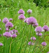 Image result for Allium schoenoprasum Album