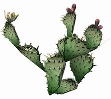 Image result for Free Desktop Backgrounds Cactus