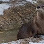 Image result for Giant Amazon River Otters