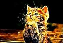 Image result for Neon Cat Wallpaper