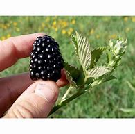 Image result for BlackBerry Seeds