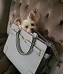 Image result for Purse Dogs