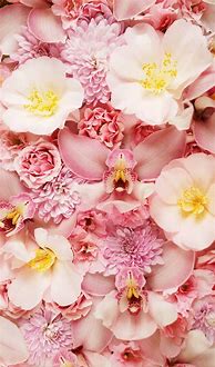 Image result for Flowers Wallpapers Free Cell Phone