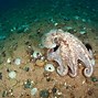 Image result for Biggest Octopus Swimming 900000