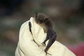 Image result for Small Bats Species