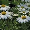 Image result for Arctanthemum arcticum Polarstern