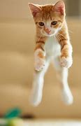 Image result for Cat Jumping