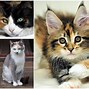 Image result for Tabby and Calico Cat