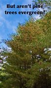 Image result for White Pine Needle Drop