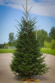 Image result for Picea Abies Norway Spruce Tree