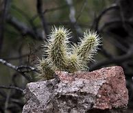 Image result for Baby Cactus