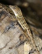 Image result for anolis_cybotes