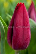 Afbeeldingsresultaten voor Tulipa National Velvet