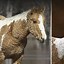 Image result for Curly Hair Horse