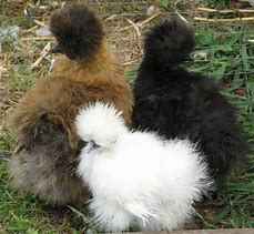 Image result for Funny Silkie Chickens