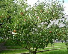 Image result for Apple Ka Tree