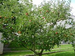 Image result for Apple Ka Tree