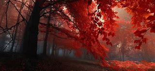Image result for Ultra HD Wallpaper Red