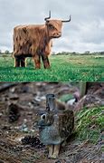 Image result for Realistic Minecraft Animals