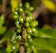 Image result for Exotic Coffee