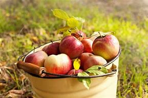 Image result for Washington Apple Orchard