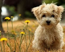 Image result for Cute Dog Screensavers