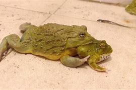 Image result for Horned Bull Frog