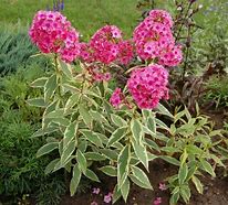 Image result for Phlox Becky Towe ® (Paniculata-Group)