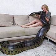 Image result for Green Anaconda Next to Human