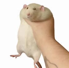 Image result for Big Holding Meme